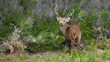 Junior Hog Deer Program - Investing In The Future