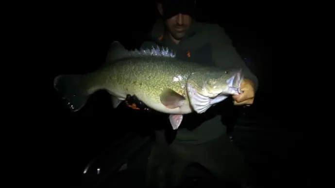 James Murray Cod