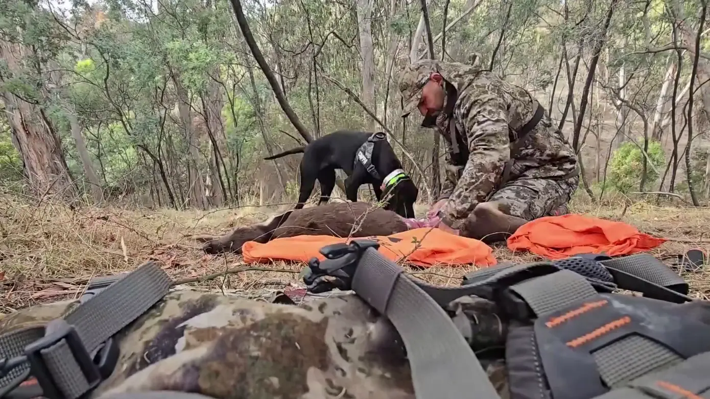Sambar Deer Harvest